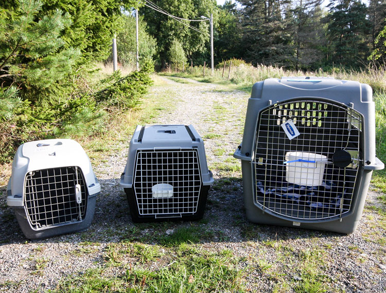 Animal store travel crates